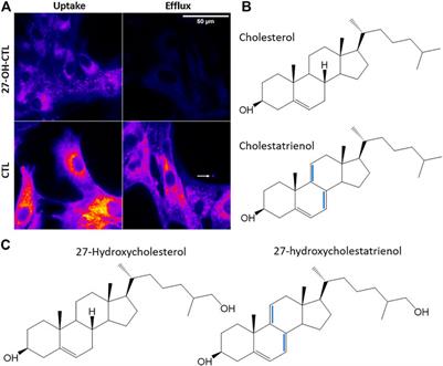 Pathways and Mechanisms of Cellular Cholesterol Efflux—Insight From Imaging